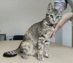 HORA- sozial, verspielt, menschenbezogen