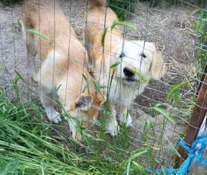 LUCA - ist bereit für Abenteuer (wartet in Rumänien) Bild 2