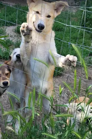 LENNI - bringt Lebensfreude ins Haus (wartet noch in Rumänien) Bild 7