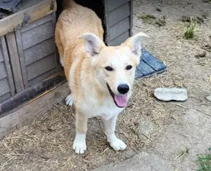 LENNI - bringt Lebensfreude ins Haus (wartet noch in Rumänien) Bild 6