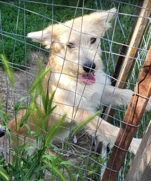 Erwin - die kleine Knutschkugel (wartet in Rumänien)