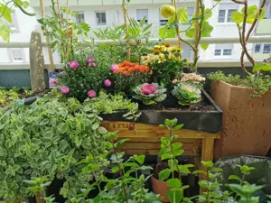 Traumhafte Wohnung in Ludwigshafen Süd mit "Balkon-Garten" Bild 5