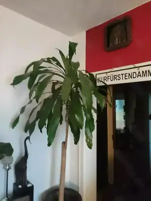 Möchte mit dir W Ordentlich Oralsex haben. Bild 5