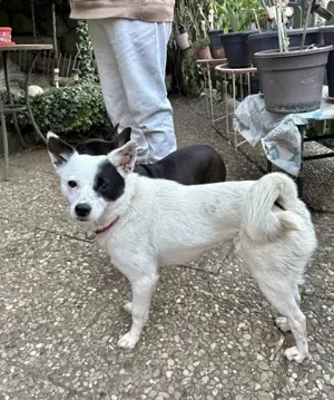 Unsere zarte Seele IDA möchte auch endlich ihre Menschen finden 