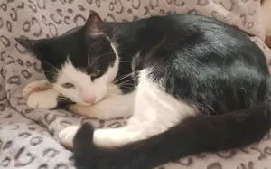 Glück im Unglück: Minouchette 			