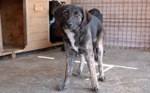 Die hübsche Ewa sucht ihr Zuhause!