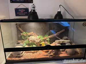 2 Leopad geckos inklusive terrarium und Zubehör
