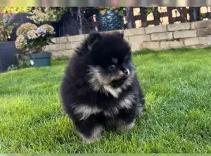  Reinrassiege Zwergspitz Pomeranian Welpen !! Bild 5