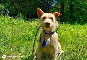 Ich bin JOHNNY , ein sanfter Kämpfer mit großem Herz