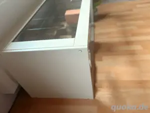 Wüstenrennmaus Männchen Bild 2