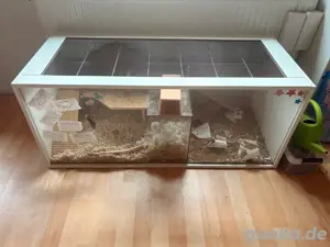 Wüstenrennmaus Männchen Bild 3