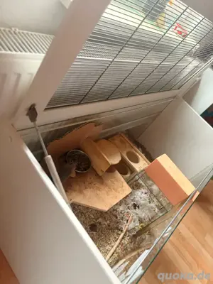 Wüstenrennmaus Männchen Bild 5