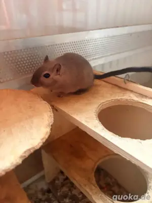 Wüstenrennmaus Männchen Bild 4