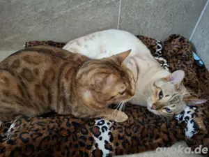 Bengal Deckkater erwartet Damenbesuch  Bild 2