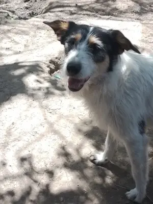 JACK - Traumzuhause gesucht (wartet in Rumänien)