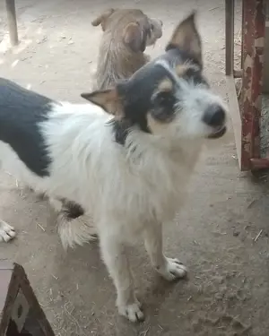JACK - Traumzuhause gesucht (wartet in Rumänien) Bild 5