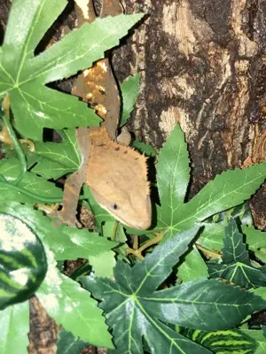 2 x Kronengeckos (Correlophus ciliatus) - Nachzuchten abzugeben - Weibchen + Männchen