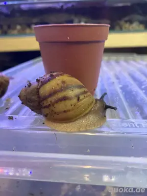 Archachatina Marginata Ovum