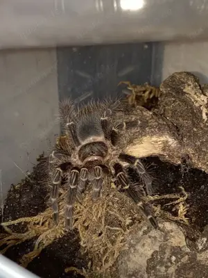 Grammostola pulchripes (Chaco Golden Knee) KL 4-5cm - Weibchen