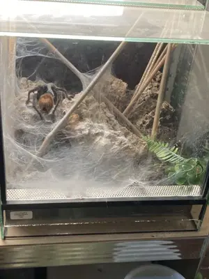 Vogelspinne Chromatopelma cyaneopubescens (GBB) Weiblich Adult