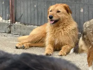 Hoppla, hier kommt der tolle Balu