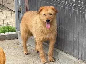 Hoppla, hier kommt der tolle Balu