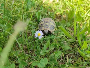 Griechische Landschildkröten NZ 2024