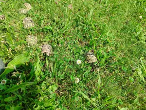Griechische Landschildkröten NZ 2024 Bild 2
