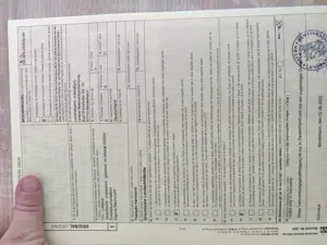 Griechische Landschildkröten NZ 2024 Bild 4