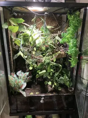 Kronengecko Zuchtpaar abzugeben inkl. Terrarium und allem Zubehör