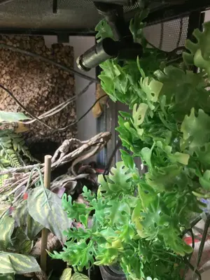 Kronengecko Zuchtpaar abzugeben inkl. Terrarium und allem Zubehör Bild 3