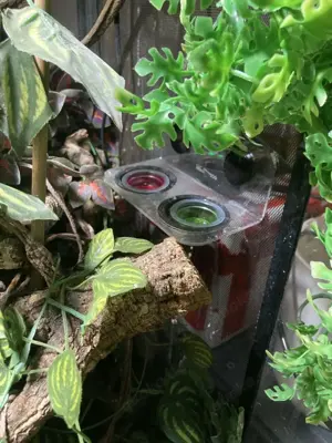 Kronengecko Zuchtpaar abzugeben inkl. Terrarium und allem Zubehör Bild 2