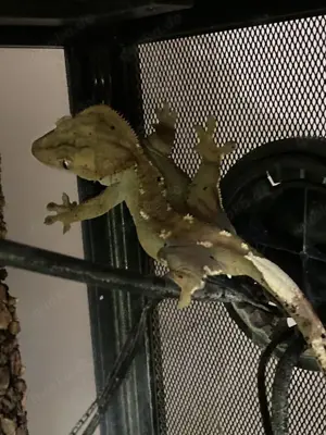 Kronengecko Zuchtpaar abzugeben inkl. Terrarium und allem Zubehör Bild 6