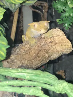 Kronengecko Zuchtpaar abzugeben inkl. Terrarium und allem Zubehör Bild 9
