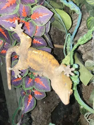 Kronengecko Zuchtpaar abzugeben inkl. Terrarium und allem Zubehör Bild 8