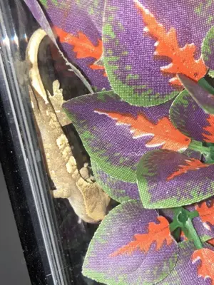 Kronengecko Zuchtpaar abzugeben inkl. Terrarium und allem Zubehör Bild 7