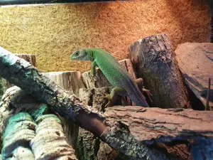 Timon tangitanus Weibchen DNZ