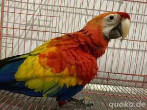 Scharlachara-Babys   Männchen & Weibchen