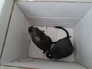 Rennmausgruppe abzugeben