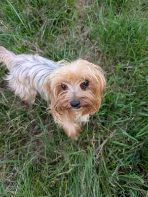 Yorkshire Terrier Welpen und junge Hunde 