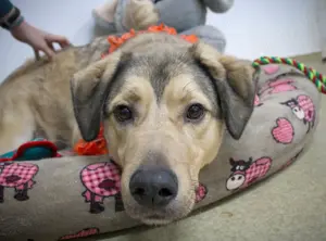 Romeo wünscht sich ein für immer Zuhause