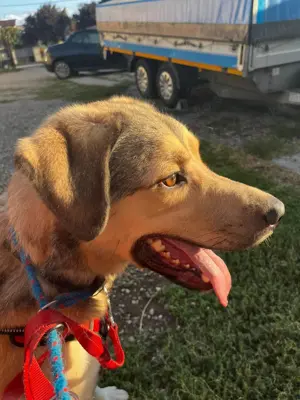 Romeo wünscht sich ein für immer Zuhause Bild 6