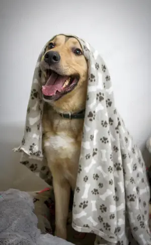 Romeo wünscht sich ein für immer Zuhause Bild 9