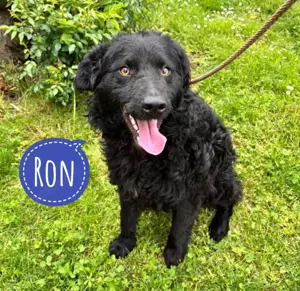 Ron, absolut lieber und braver Rüde, Kroatischer Schäferhund Mix