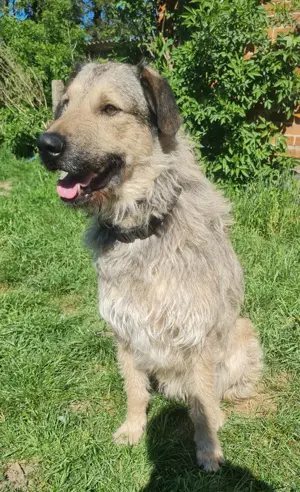 Irischer Wolfshund Irish Wolfhound Labrador Mix