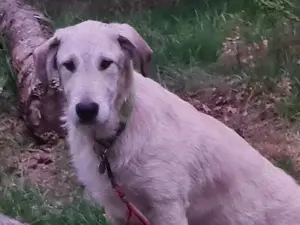 Irish Wolfhound   Irischer Wolfshund Mix Bild 5