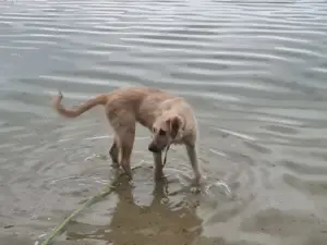 Irish Wolfhound   Irischer Wolfshund Mix Bild 4