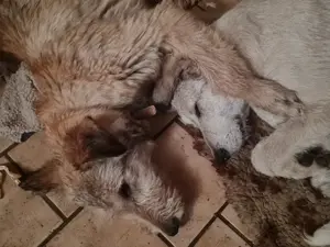 Irish Wolfhound   Irischer Wolfshund Mix Bild 2