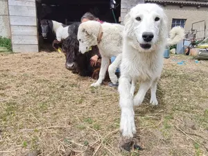 Irish Wolfhound   Irischer Wolfshund Mix Bild 3