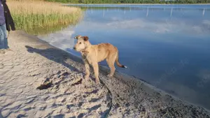 Irish Wolfhound   Irischer Wolfshund Mix Bild 6